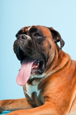 Stüdyo güzel boxer köpek açık mavi renkli izole portresi