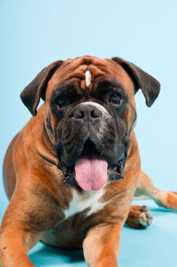 Stüdyo güzel boxer köpek açık mavi renkli izole portresi