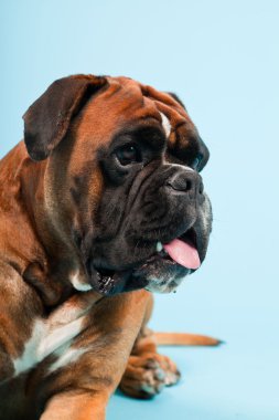 Stüdyo güzel boxer köpek açık mavi renkli izole portresi