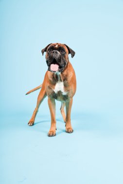 Stüdyo güzel boxer köpek açık mavi renkli izole portresi