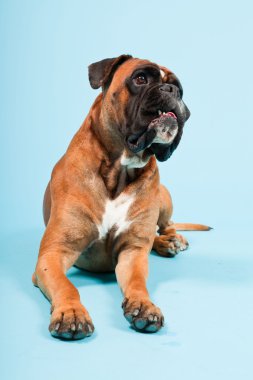 Stüdyo güzel boxer köpek açık mavi renkli izole portresi