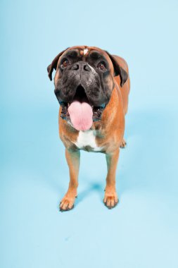 Stüdyo güzel boxer köpek açık mavi renkli izole portresi
