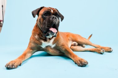 Stüdyo güzel boxer köpek açık mavi renkli izole portresi