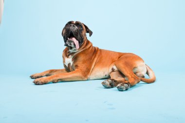 Stüdyo güzel boxer köpek açık mavi renkli izole portresi