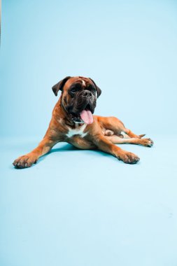 Stüdyo güzel boxer köpek açık mavi renkli izole portresi