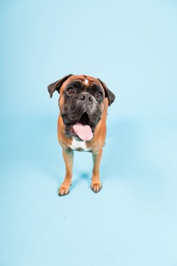 Stüdyo güzel boxer köpek açık mavi renkli izole portresi