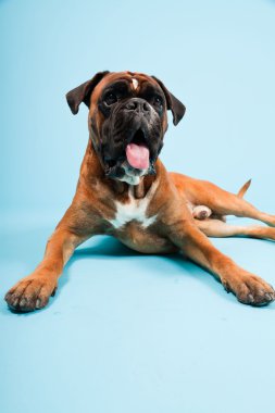 Stüdyo güzel boxer köpek açık mavi renkli izole portresi