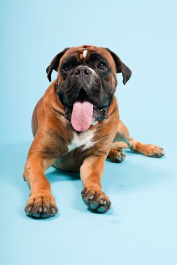 Stüdyo güzel boxer köpek açık mavi renkli izole portresi