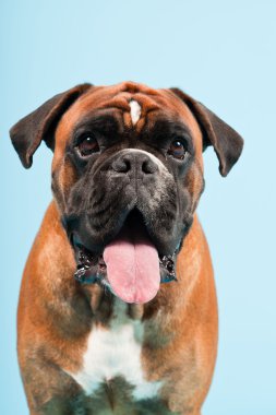 Stüdyo güzel boxer köpek açık mavi renkli izole portresi