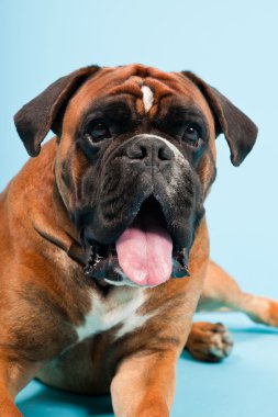 Stüdyo güzel boxer köpek açık mavi renkli izole portresi