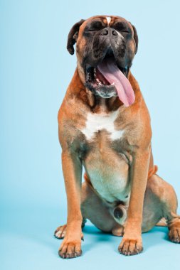 Stüdyo güzel boxer köpek açık mavi renkli izole portresi