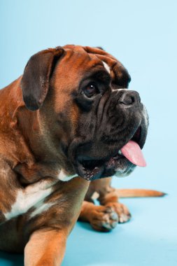 Stüdyo güzel boxer köpek açık mavi renkli izole portresi