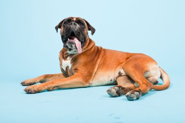 Stüdyo güzel boxer köpek açık mavi renkli izole portresi