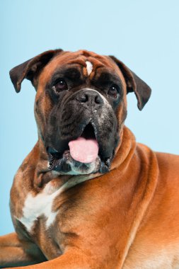 Stüdyo güzel boxer köpek açık mavi renkli izole portresi