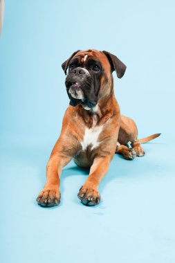 Stüdyo güzel boxer köpek açık mavi renkli izole portresi