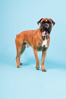 Stüdyo güzel boxer köpek açık mavi renkli izole portresi