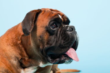 Stüdyo güzel boxer köpek açık mavi renkli izole portresi