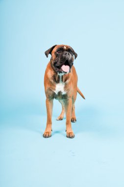 Stüdyo güzel boxer köpek açık mavi renkli izole portresi