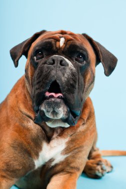 Stüdyo güzel boxer köpek açık mavi renkli izole portresi