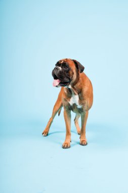 Stüdyo güzel boxer köpek açık mavi renkli izole portresi