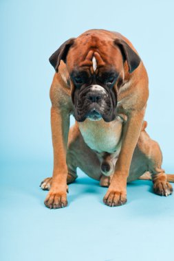 Stüdyo güzel boxer köpek açık mavi renkli izole portresi