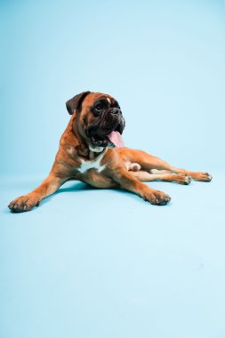 Stüdyo güzel boxer köpek açık mavi renkli izole portresi