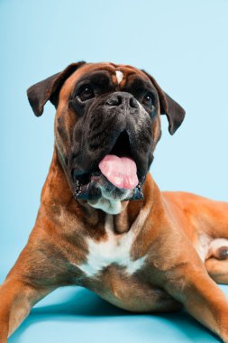 Stüdyo güzel boxer köpek açık mavi renkli izole portresi