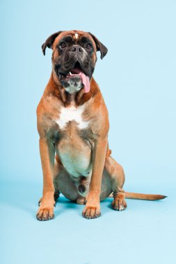 Stüdyo güzel boxer köpek açık mavi renkli izole portresi