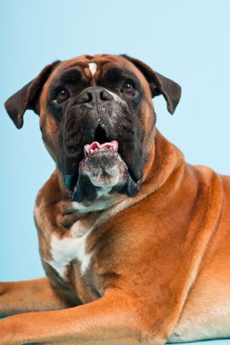 Stüdyo güzel boxer köpek açık mavi renkli izole portresi