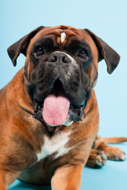 Stüdyo güzel boxer köpek açık mavi renkli izole portresi