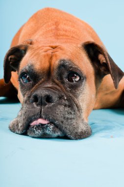 Açık mavi renkli izole kahverengi boxer köpek stüdyo çekim.