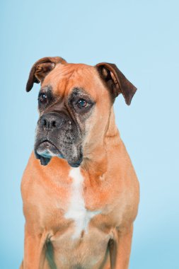 Açık mavi renkli izole kahverengi boxer köpek stüdyo çekim.