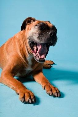 Açık mavi renkli izole kahverengi boxer köpek stüdyo çekim.