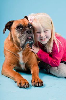 Açık mavi renkli izole kahverengi boxer köpek stüdyo çekim.