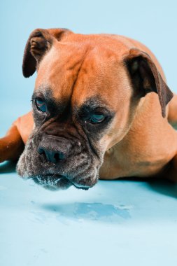 Açık mavi renkli izole kahverengi boxer köpek stüdyo çekim.