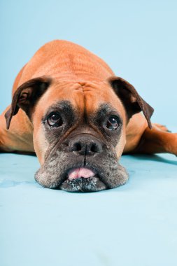 Açık mavi renkli izole kahverengi boxer köpek stüdyo çekim.