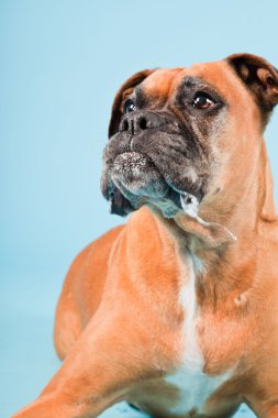 Açık mavi renkli izole kahverengi boxer köpek stüdyo çekim.