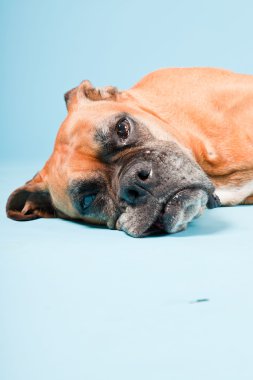 Açık mavi renkli izole kahverengi boxer köpek stüdyo çekim.