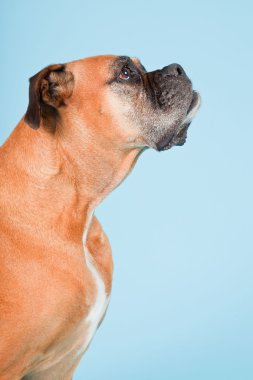 Açık mavi renkli izole kahverengi boxer köpek stüdyo çekim.