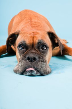 Açık mavi renkli izole kahverengi boxer köpek stüdyo çekim.