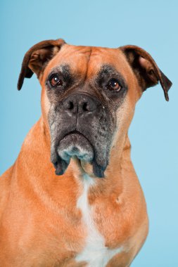 Açık mavi renkli izole kahverengi boxer köpek stüdyo çekim.