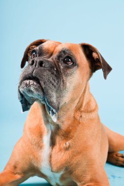 Açık mavi renkli izole kahverengi boxer köpek stüdyo çekim.