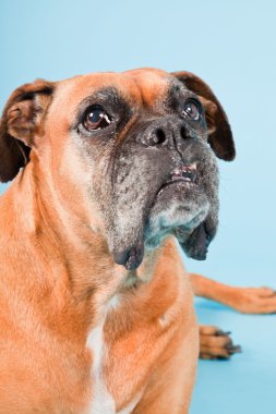 Açık mavi renkli izole kahverengi boxer köpek stüdyo çekim.