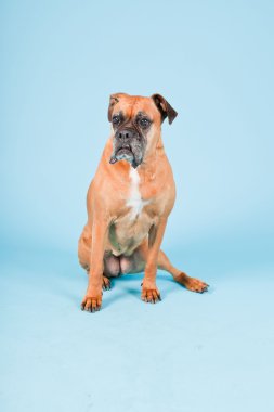 Açık mavi renkli izole kahverengi boxer köpek stüdyo çekim.