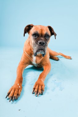 Açık mavi renkli izole kahverengi boxer köpek stüdyo çekim.