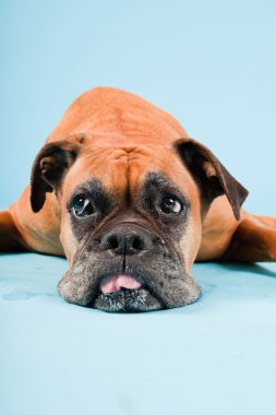 Açık mavi renkli izole kahverengi boxer köpek stüdyo çekim.