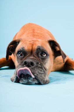 Açık mavi renkli izole kahverengi boxer köpek stüdyo çekim.