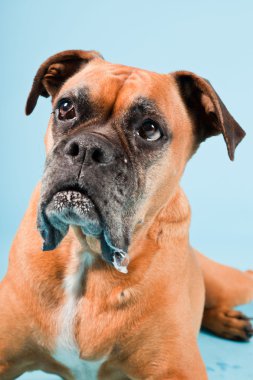 Açık mavi renkli izole kahverengi boxer köpek stüdyo çekim.