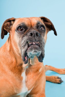 Açık mavi renkli izole kahverengi boxer köpek stüdyo çekim.