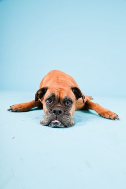 Açık mavi renkli izole kahverengi boxer köpek stüdyo çekim.